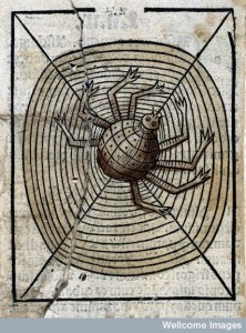 L0029216 A spider on its web, woodcut, 1547