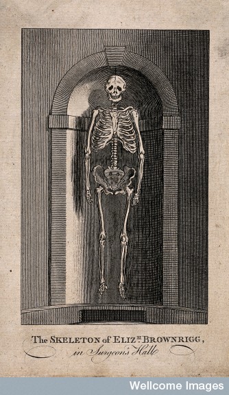 V0013496 The skeleton of Elizabeth Brownrigg, displayed in a niche at