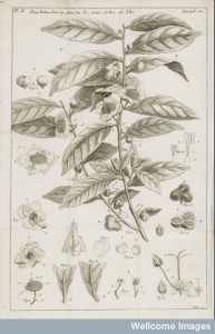 L0049204 Illustration of the tea plant