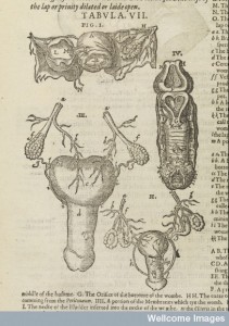 L0071558 Illustration from Mikrokosmographia.