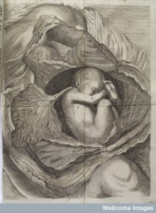 a fetus, lying on its side, in an opened womb Credit: Wellcome Library, London. Wellcome Images 