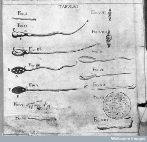 Figures of homunculi in semen. Credit: Wellcome Library, London. 
