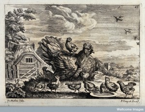 A broody hen surrounded by her chicks. Engraving by P. Tempe Credit: Wellcome Library, London