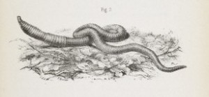 The earthworm Credit: Wellcome Library, London. 