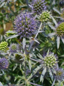 Eryngium planum, Apiaceae, Blue Eryngo by H. Zell courtesy of Wikimedia Commons