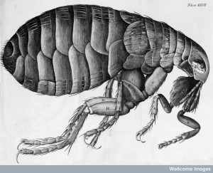 Robert Hooke, Micrographia, flea Credit: Wellcome Library, London. 