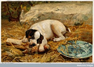 A puppy lying on a straw bed gnawing a bone. Credit: Wellcome Library, London.