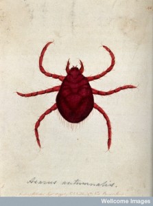 V0022492 An itch mite (Acarus autumnalis). Coloured etching, ca. 1790