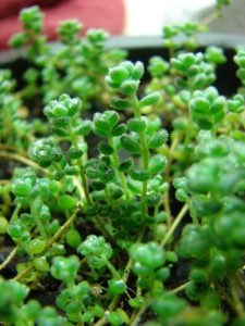 Close up of Sedum debile. Also called the Orpine or Weakstem Stonecrop by YerocSema courtesy Wikimedia commons