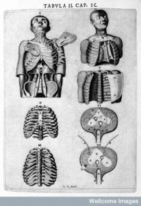 L0007893 Torso and rib cage, Vesling "Syntagma", 1647 Credit: Wellcome Library, London. Wellcome Images images@wellcome.ac.uk http://wellcomeimages.org Human figure revealing torso and rib cage. Syntagma anatomicum Johannes Vesling Published: 1647 Copyrighted work available under Creative Commons Attribution only licence CC BY 4.0 http://creativecommons.org/licenses/by/4.0/
