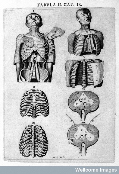 Spare Ribs Early Modern Medicine