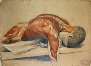 Romanticism in the Dissecting Room