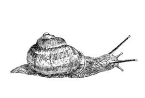 Snail salves, waters, & syrups