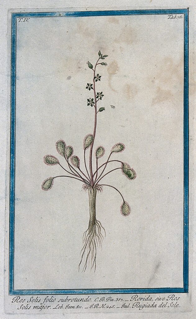 A botanical drawing depicting Ros Solis or Sundew