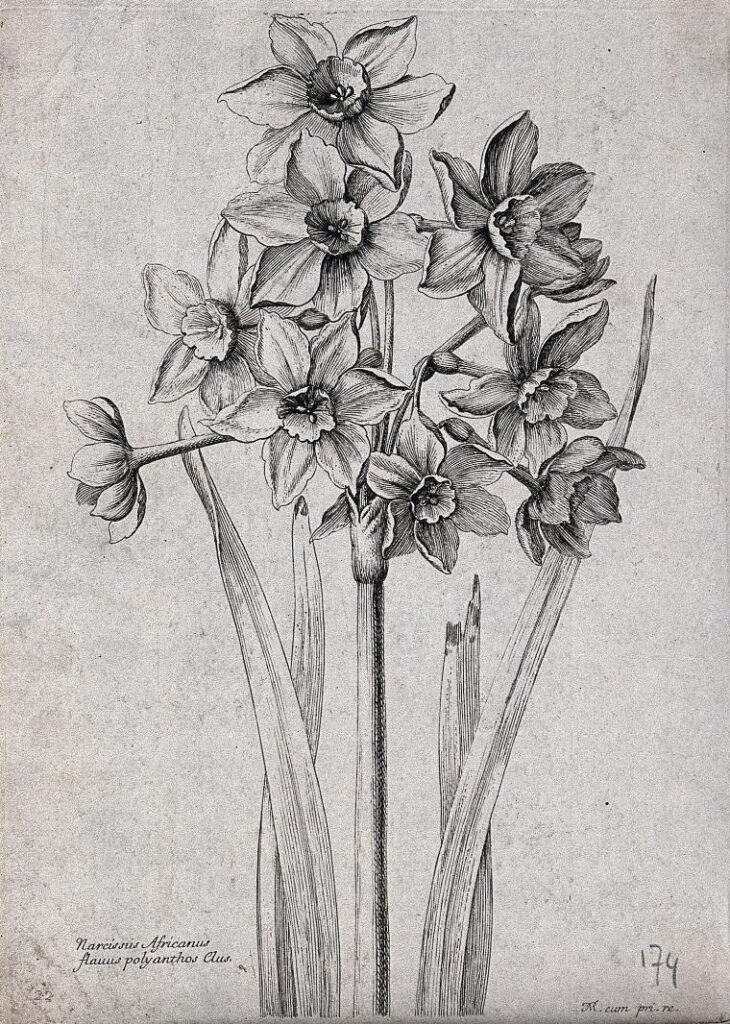 an engraving of daffodils from 1660